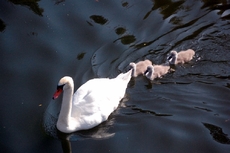 Schwan mit Jungen_1.JPG